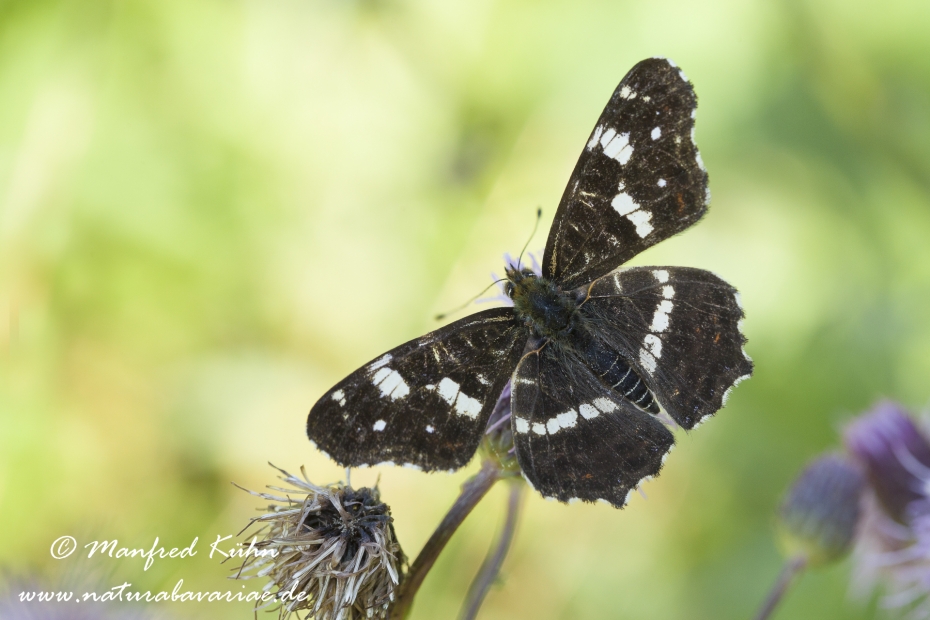 Landkärtchen (Sommer)_0011