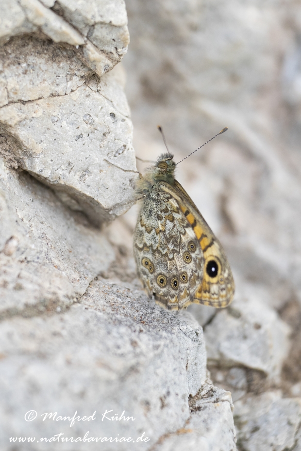 Mauerfuchs ()_0005