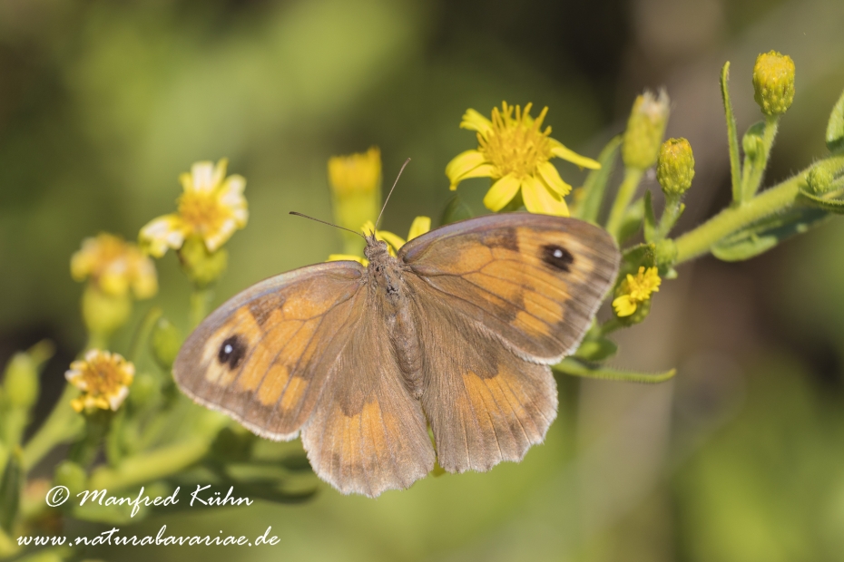 Ochsenauge (Sardinisches)_0010