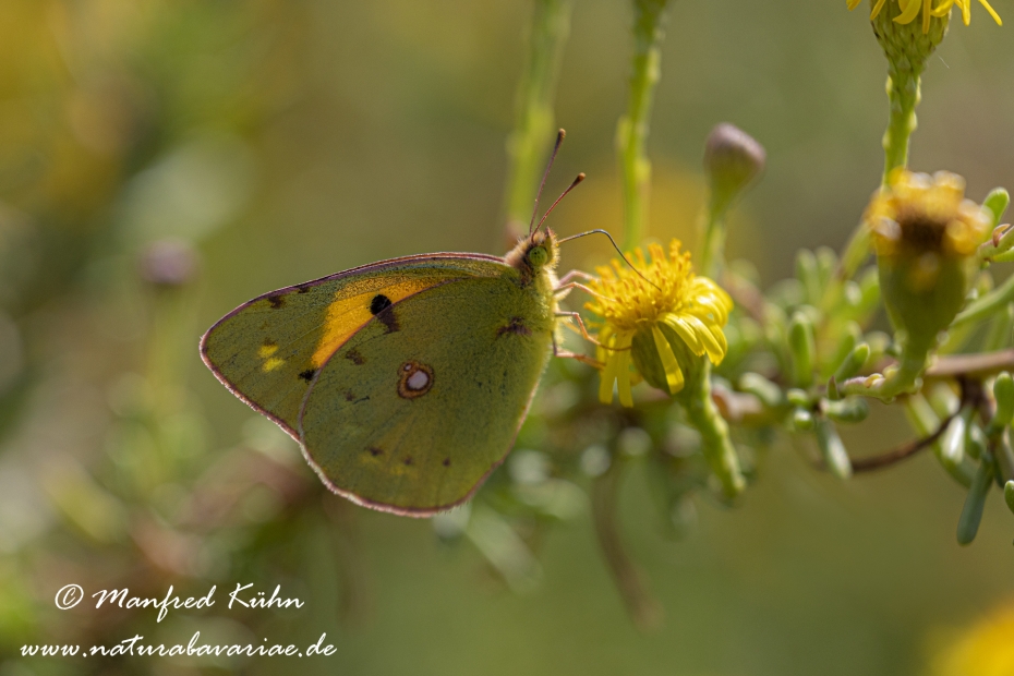 Postillon ()_0009