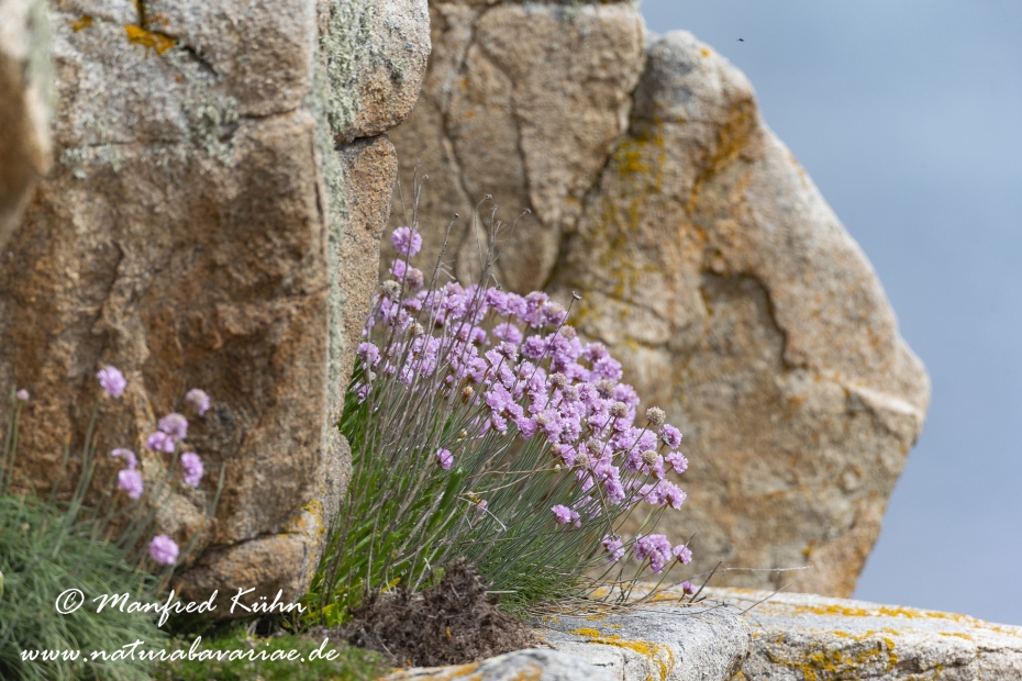 Bretagne (Frankreich)_0080
