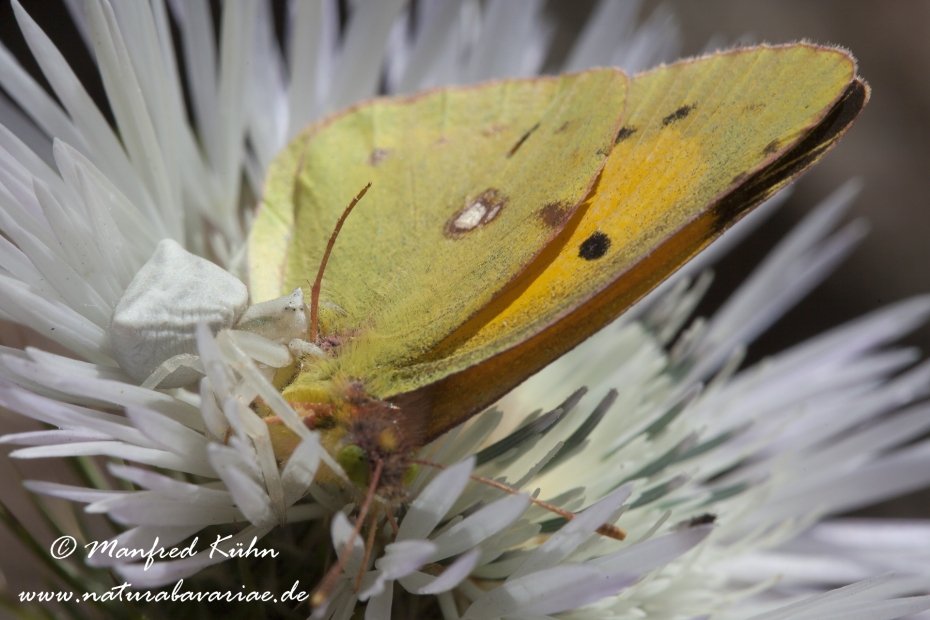 Krabbenspinne (Thomisus onustus)_0004