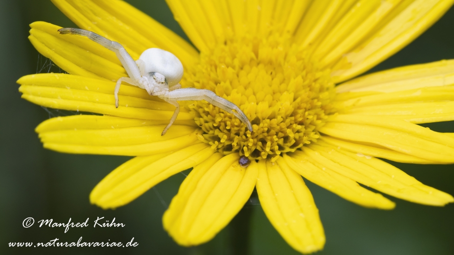 Krabbenspinne (Veraenderliche)_0008