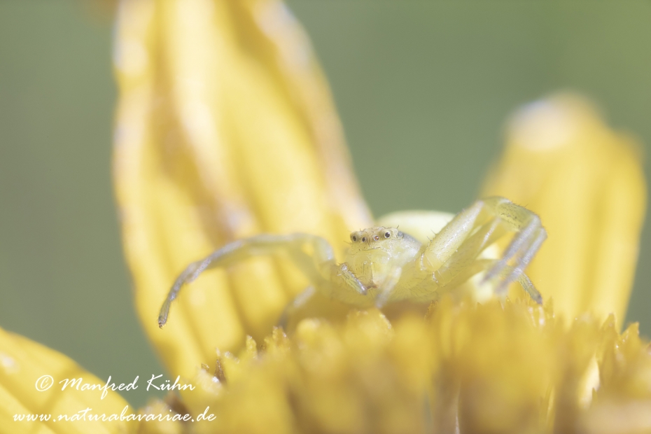 Krabbenspinne (Veraenderliche)_0011
