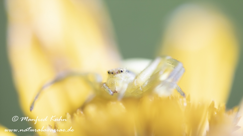 Krabbenspinne (Veraenderliche)_0015