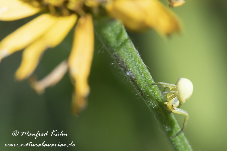 Krabbenspinne (Veraenderliche)_0016
