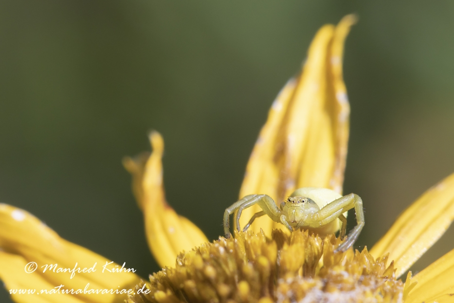 Krabbenspinne (Veraenderliche)_0017