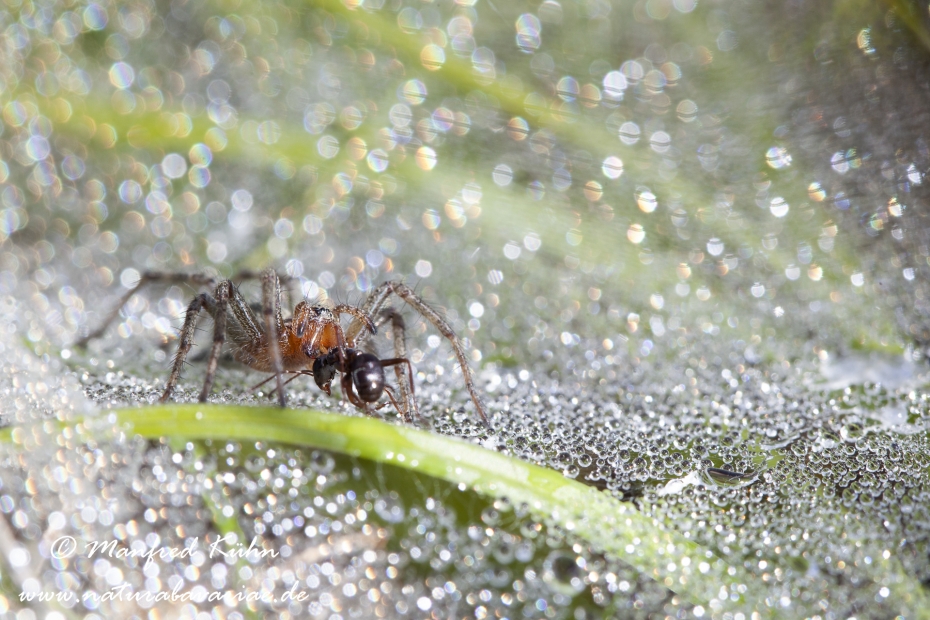 Labyrinthspinne ()_0007