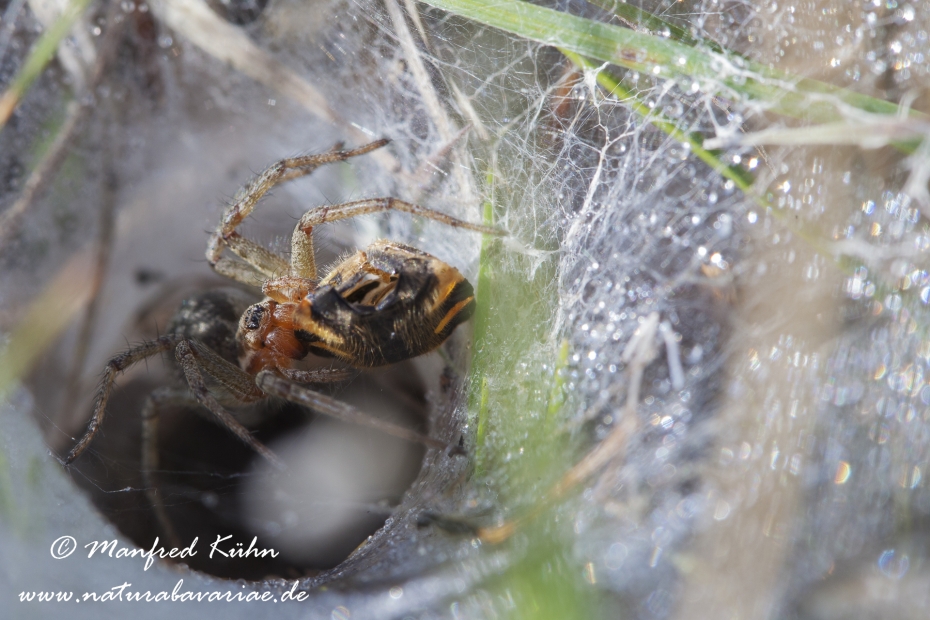 Labyrinthspinne ()_0009