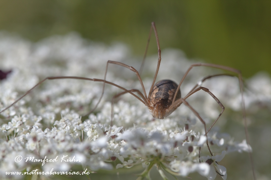 Schneider (Sp. Weberknecht)_0010