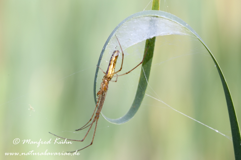 Streckerspinne ()_0001
