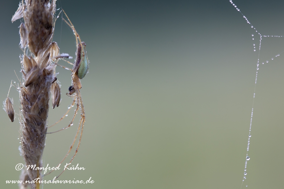 Streckerspinne ()_0004