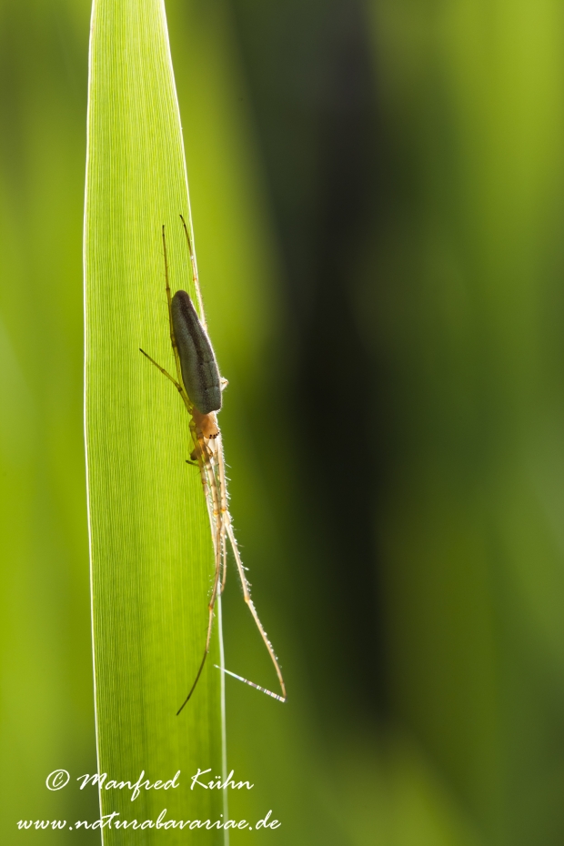 Streckerspinne ()_0008