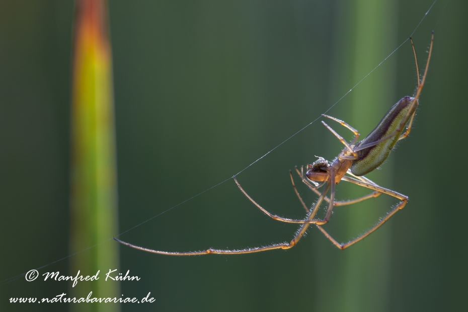 Streckerspinne ()_0012