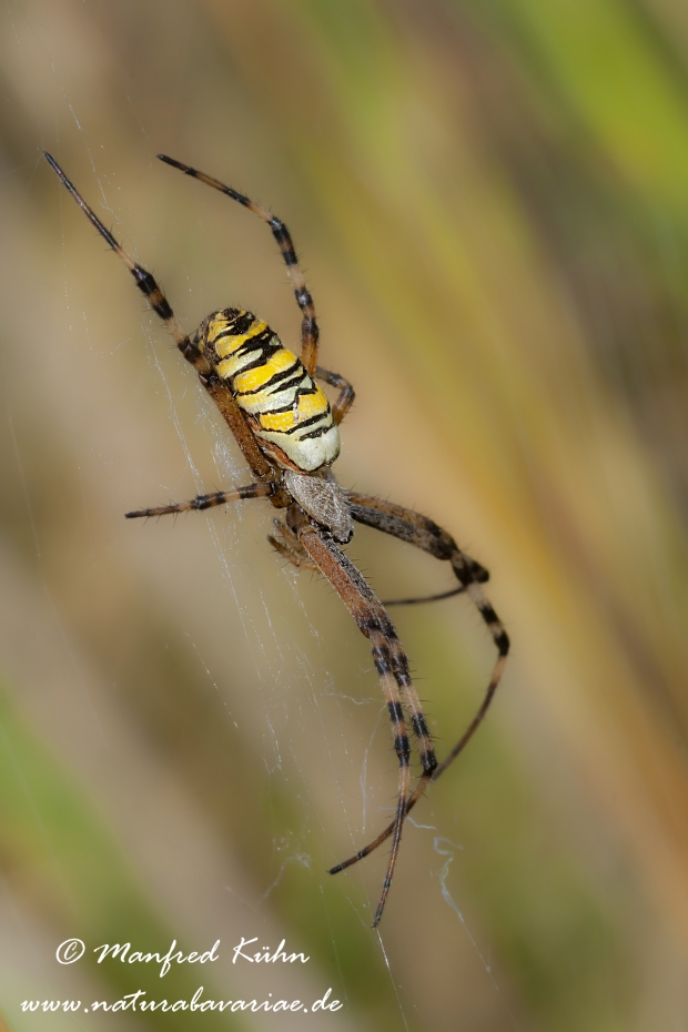 Wespenspinne ()_0028