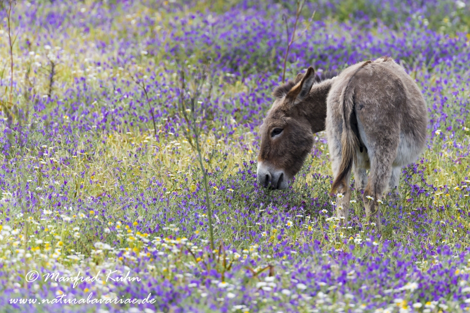 Sardinien (Italien)_0348