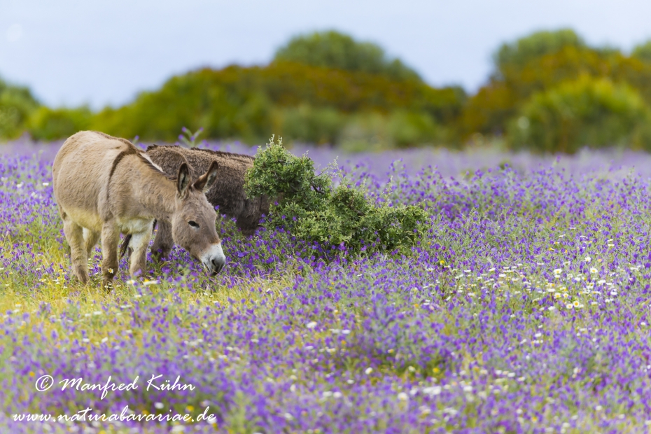 Sardinien (Italien)_0351