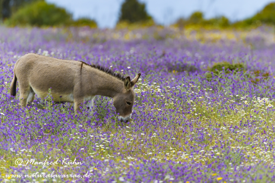 Sardinien (Italien)_0354