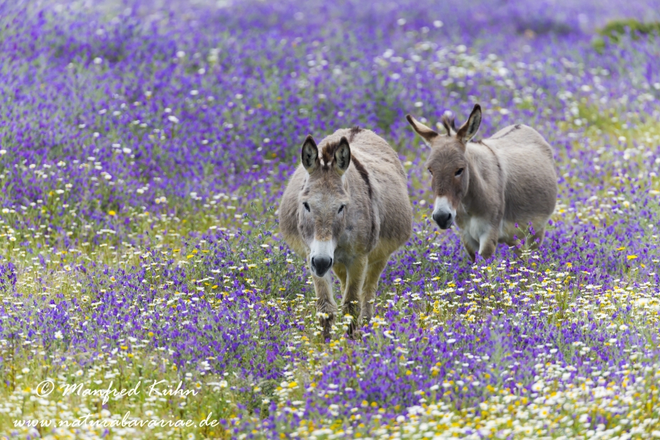 Sardinien (Italien)_0357