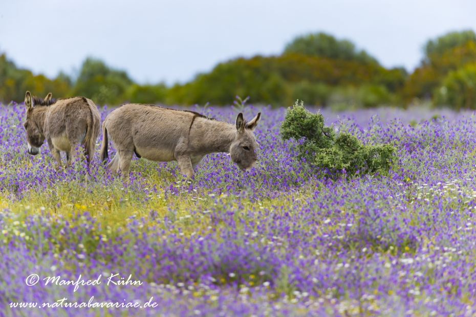 Sardinien (Italien)_0358