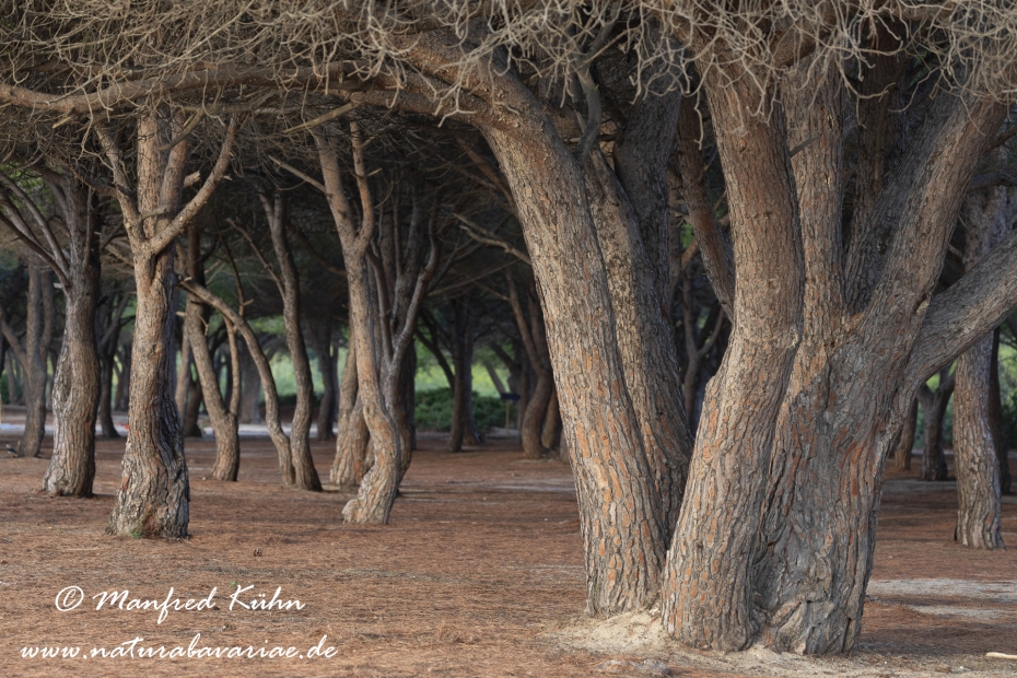 Sardinien (Italien)_0681