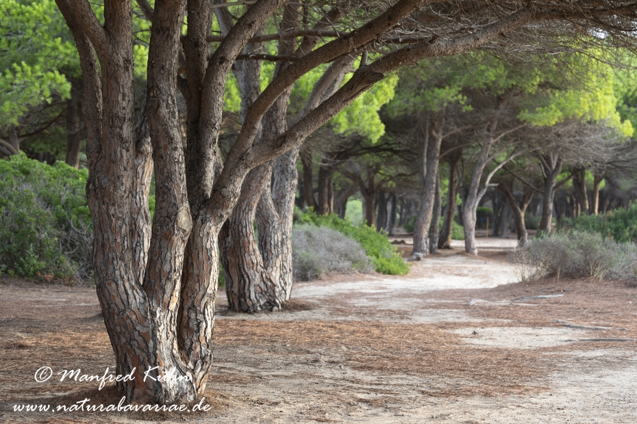 Sardinien (Italien)_0685