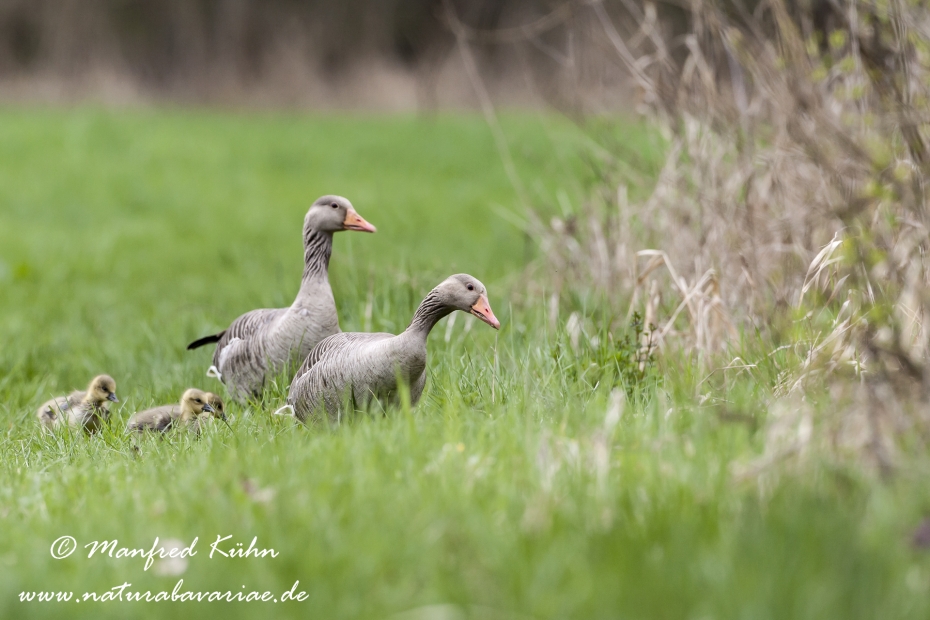 Graugans ()_0013