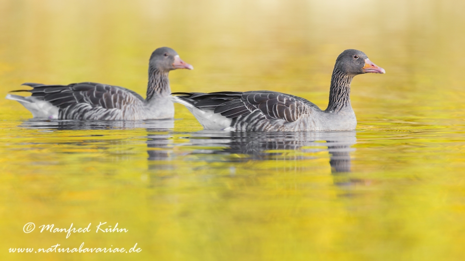 Graugans ()_0060