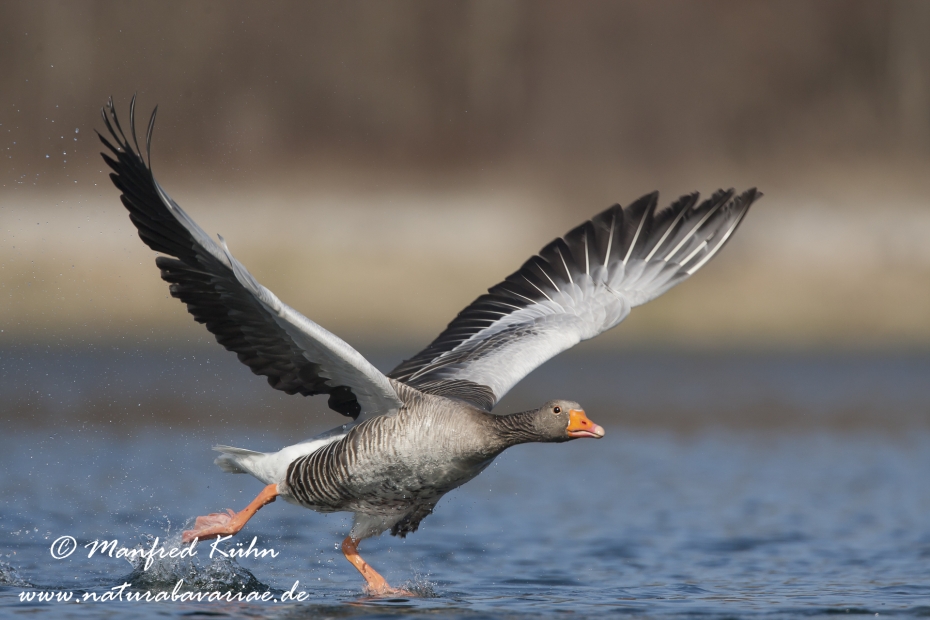 Graugans ()_0084