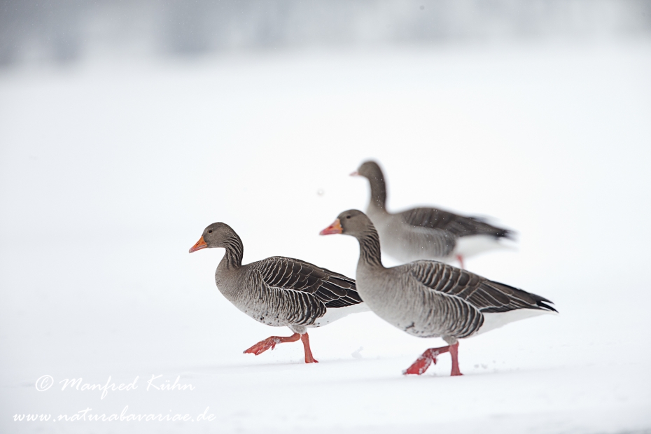 Graugans ()_0146