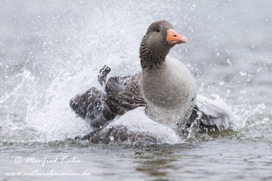 Graugans ()_0158