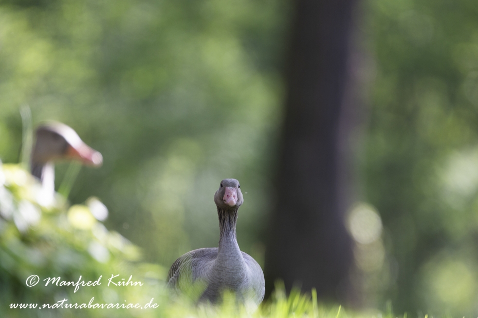Graugans ()_0188