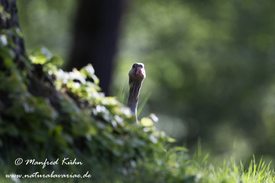 Graugans ()_0189