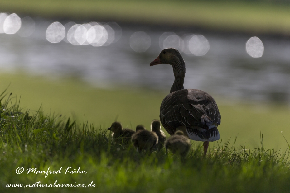Graugans ()_0190