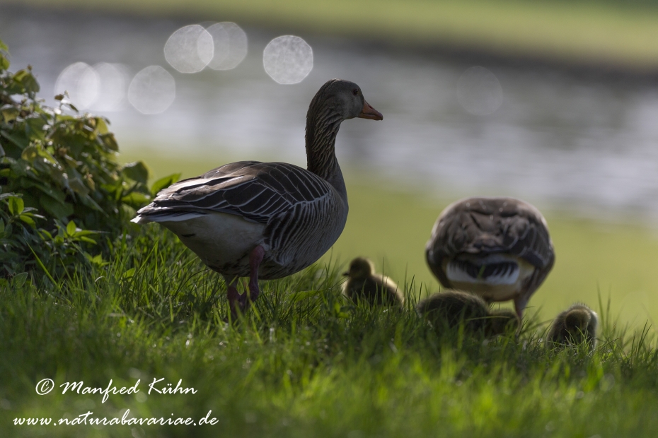Graugans ()_0191