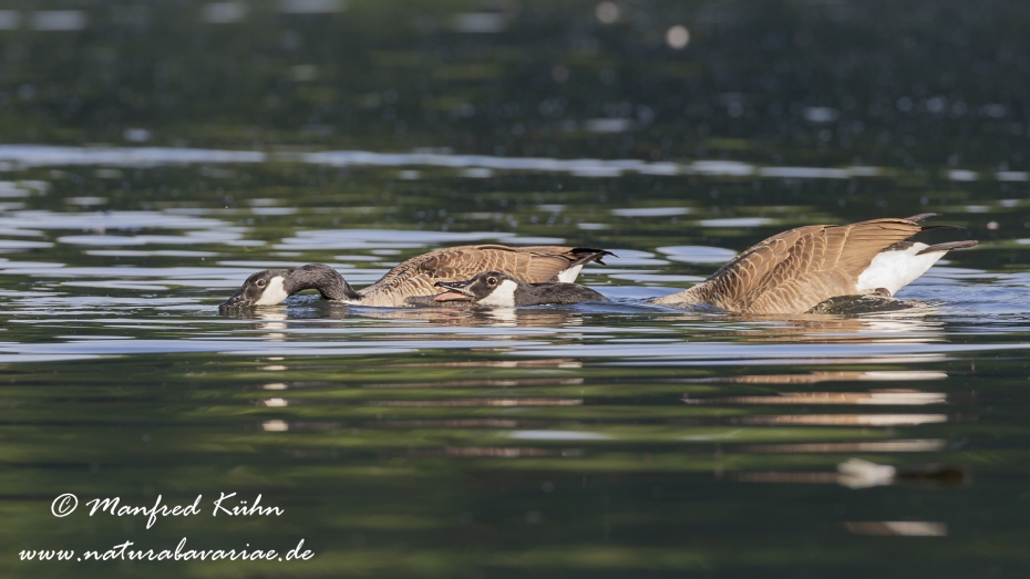 Kanadagans ()_0032