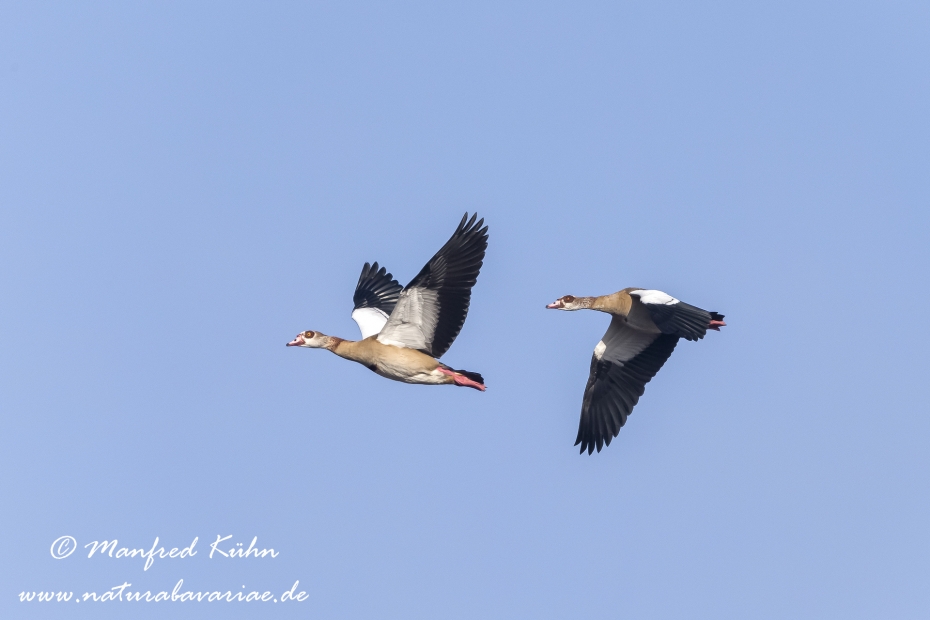 Nilgans ()_0015