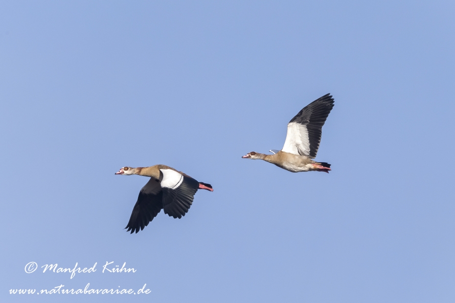 Nilgans ()_0016