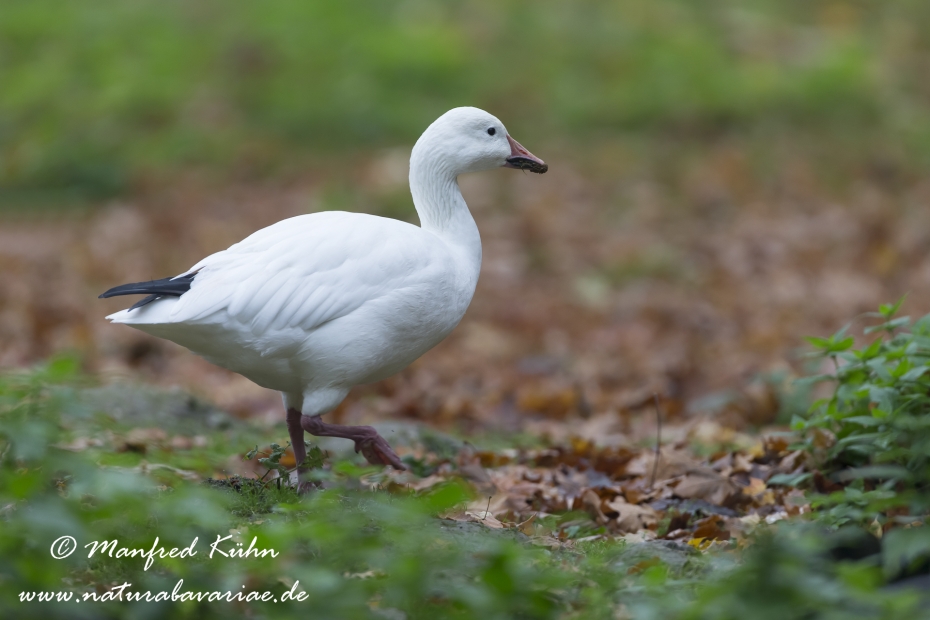 Schneegans ()_0011