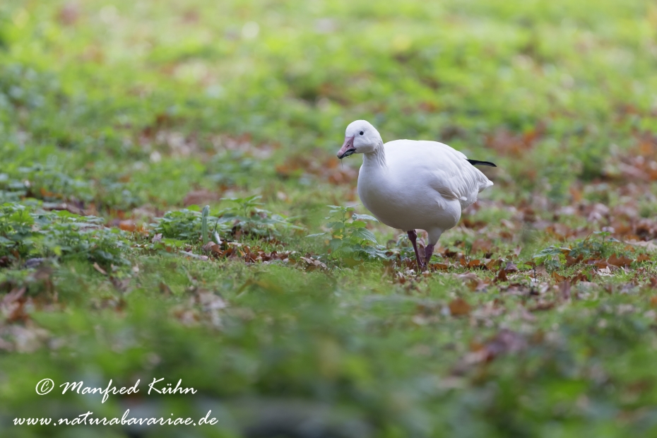 Schneegans ()_0012