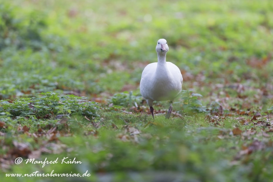 Schneegans ()_0014
