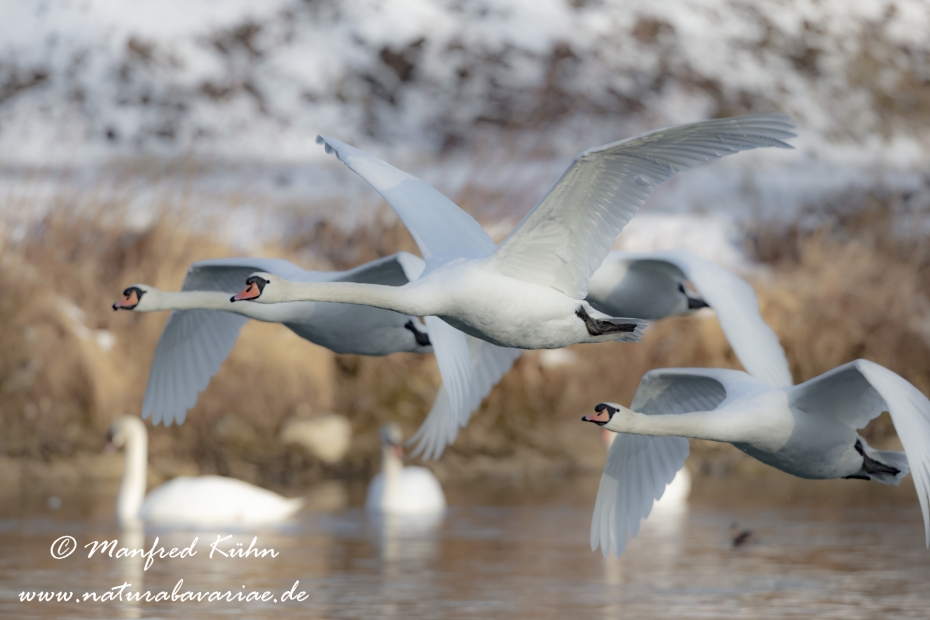Höckerschwan ()_0011