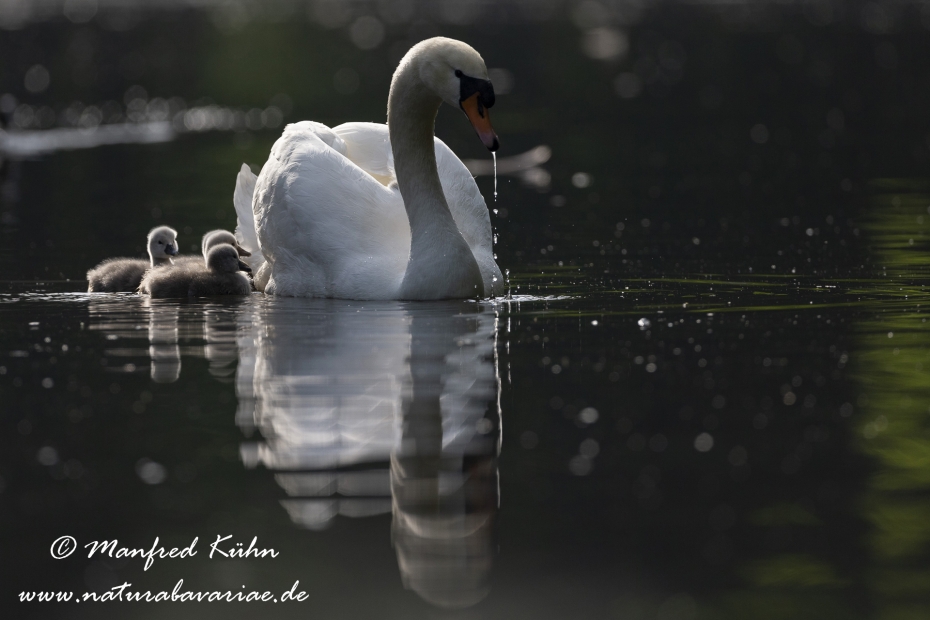 Höckerschwan ()_0016