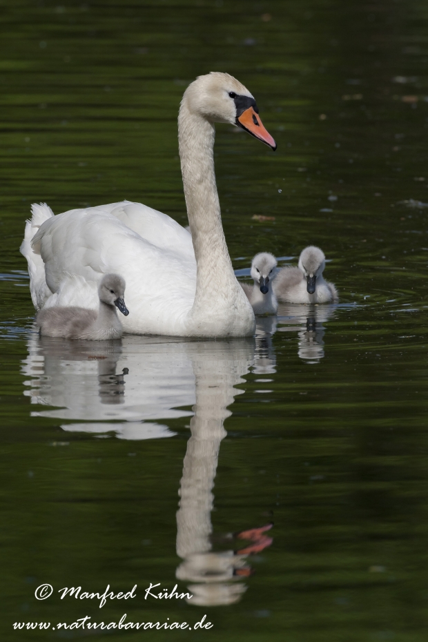 Höckerschwan ()_0026