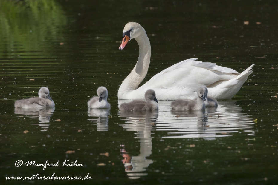 Höckerschwan ()_0034