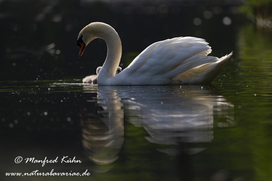 Höckerschwan ()_0036