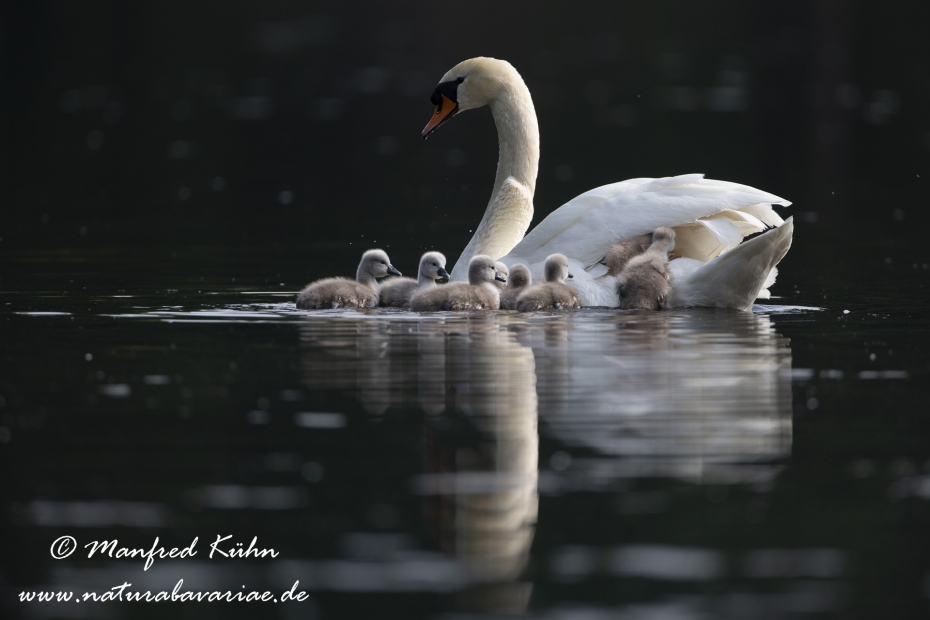 Höckerschwan ()_0038