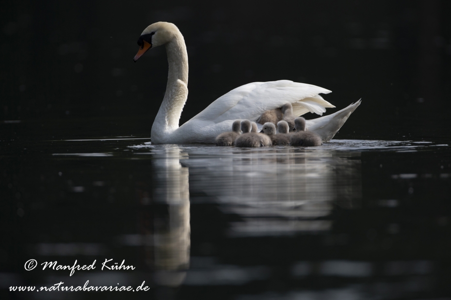 Höckerschwan ()_0039
