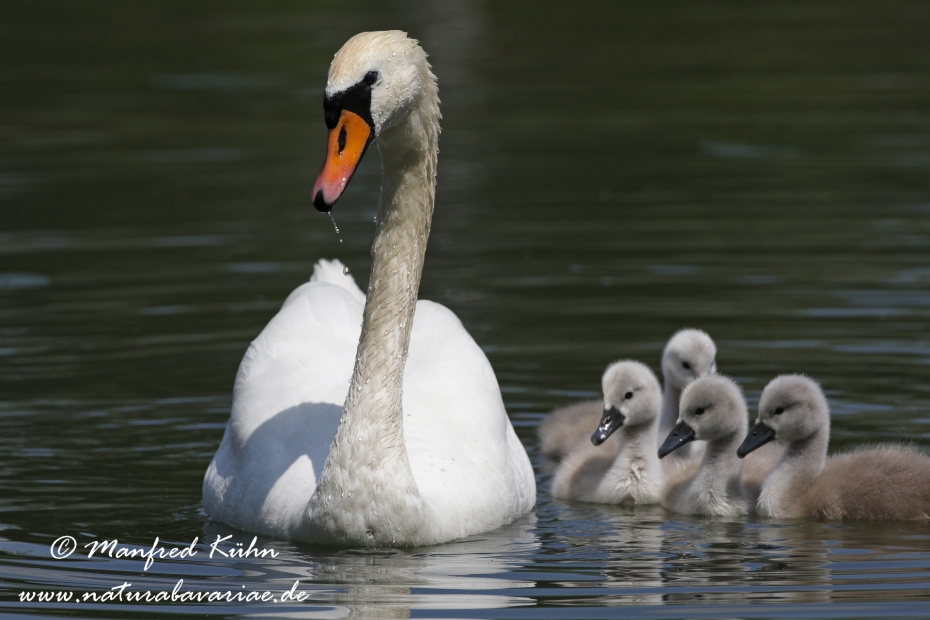 Höckerschwan ()_0120