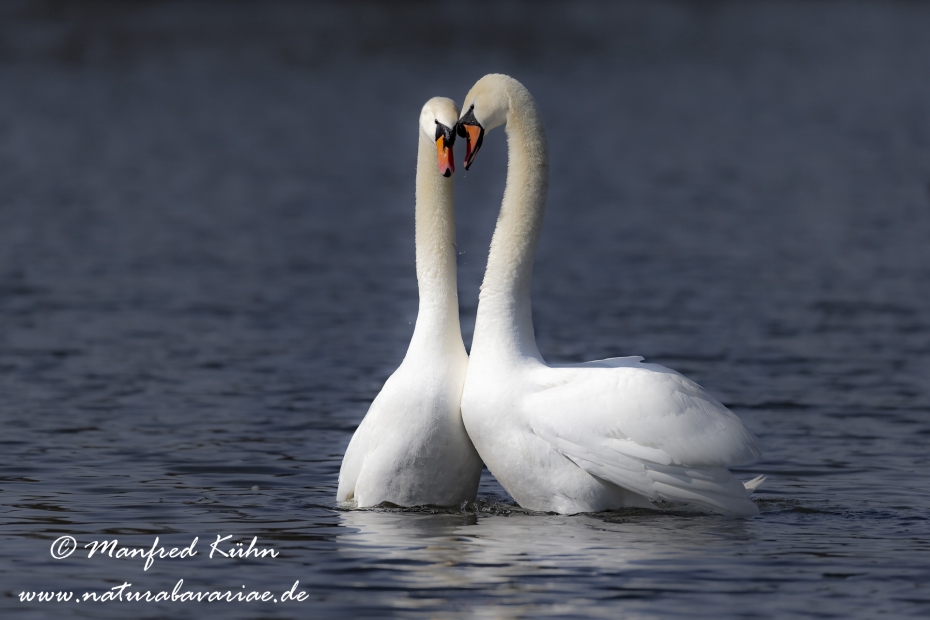 Höckerschwan ()_0179